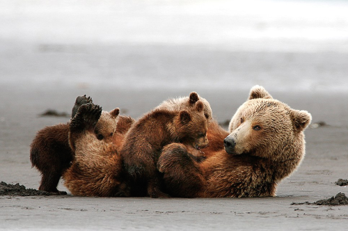 nubbsgalore:hank perry photographs a mother grizzly bear and her triplets in alaska’s katmai nationa