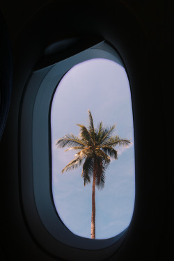 micadrn:  This photo was edited. My airplane window picture + the coconut tree i took in Palawan