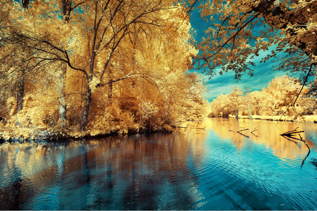 opticallyaroused:   Gorgeous Infrared Landscapes With Trees of Gold and Silver 