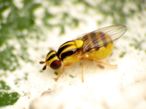 onenicebugperday: Yellow grass fly, Thaumatomyia glabra, ChloropinaeFound in North America and 