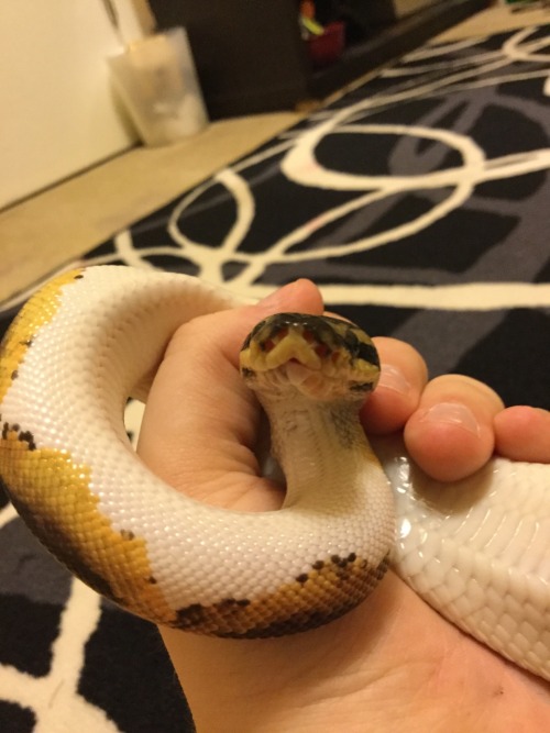 snoodlysneks:Well since tumblr took down my video claiming it being sexual i have to post crappy pic