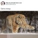 only-cat-memes:Your daily dose of cat memes