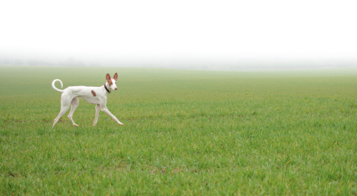 hounddogsrunning:  by minkee. on Flickr  The ears 💙
