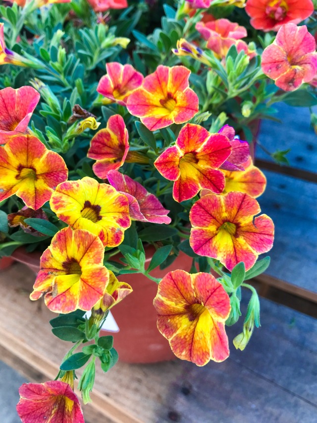 red and yellow petunias