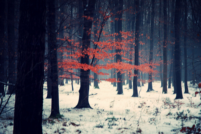 oix:  o culoare by serni on Flickr. 