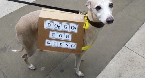 pianogem:weavemama:THIS MARCH NEEDED TO HAPPEN #MarchForScience I like how they used “DOgGoS” instea