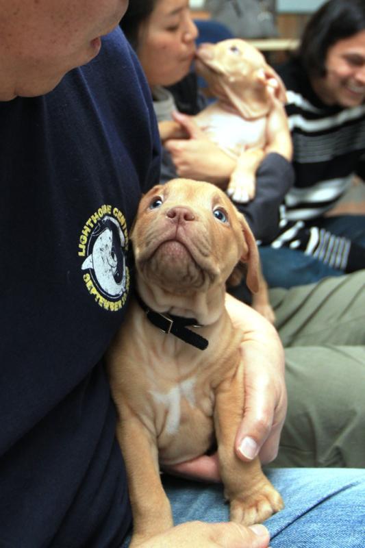 lizahhdahhlingg:  chrisrohling:  thecutestofthecute:  Because Pitbulls need love