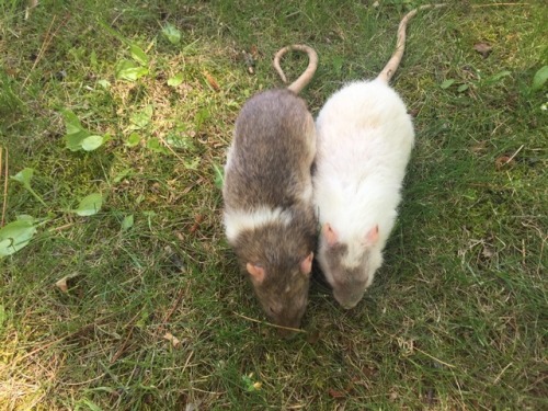 writhe: two squeakies enjoying the sun