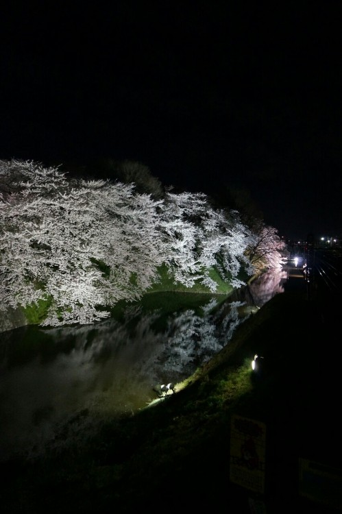 mamichi75: 初めて撮った夜桜❤