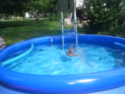 puhpuhtooie:  cluckyeschickens:  melohh16:  Our chickens love the pool, haha  It oftentimes seems like a chicken would not float. But float they do anyway.  this makes me so happy i cant even describe it  