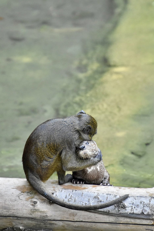 dailyotter: Otter Gets a Hug and a Smooch From His Monkey PalVia goliath_otter