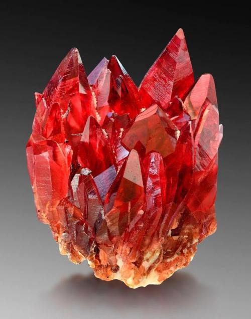 geologyin-blog:What an amazing killer! Sharp and pointed, deep red and clear scalenohedrons of rhodo