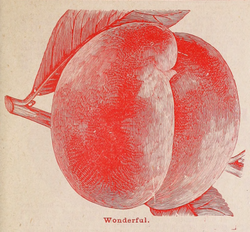 Wonderful peach. Floral catalogue. Nanz & Neuner. 1898.@awengofficial​