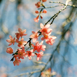 floralls:  Spring is coming… (by Khánh Hmoong)