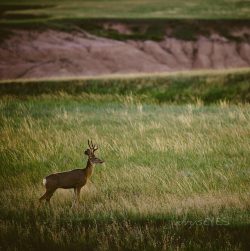 &ldquo;solitude&rdquo; Badlands National Park