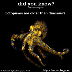 did-you-kno:  Octopuses are older than dinosaurs.