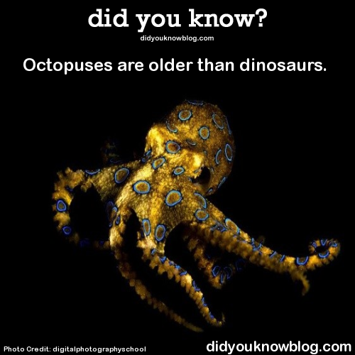 Porn did-you-kno:  Octopuses are older than dinosaurs. photos