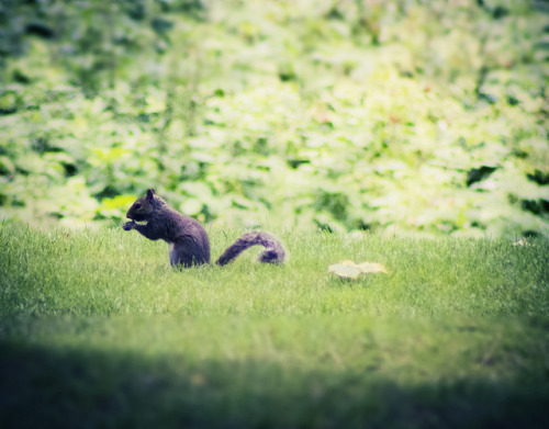 Hatching A Plan To Take Over The World! by L Carroll on Flickr.