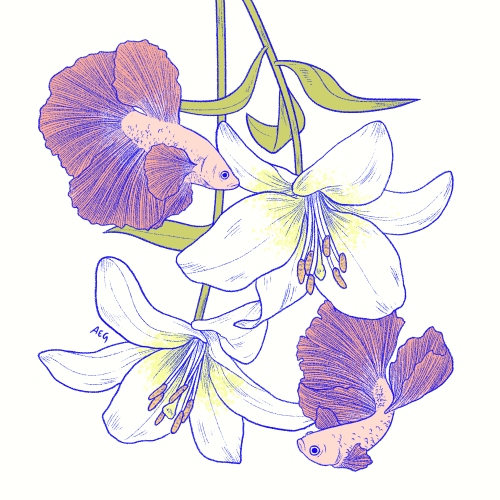 Lilies and betta