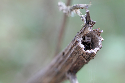 It&rsquo;s hard to imagine that just a few weeks ago, the hogweed stood in full bloom. The air was b