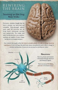 neuromorphogenesis:  The Brain That Heals
