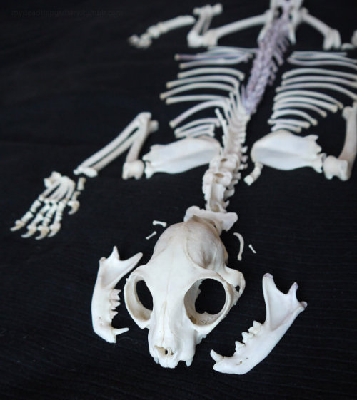 mydeadthingsdiary:wilkosbagobones:Complete domestic cat skeleton for sale; £160 via my etsyThis is t