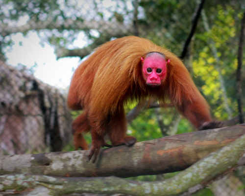 flightyfinch:  whatthefauna:  The bright red face of a uakari is thought to be an honest indicator of the monkey’s health, facilitating mate choice. The healthier and more parasite-free the individual, the brighter the face. Image credit: Robin Ryan