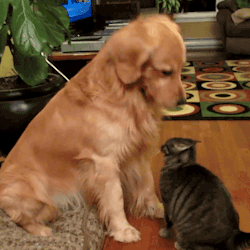 https://69.media.tumblr.com/9a6f79435b246cdd5fd2e0894a5cb41a/tumblr_mg87bum1Wf1ri33t7o1_400.gif
