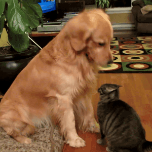 bieberdecoy:  Can i pet you?  people do this to me when i do something silly…