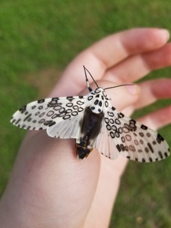 bugkeeping:  new friend! a giant leopard moth