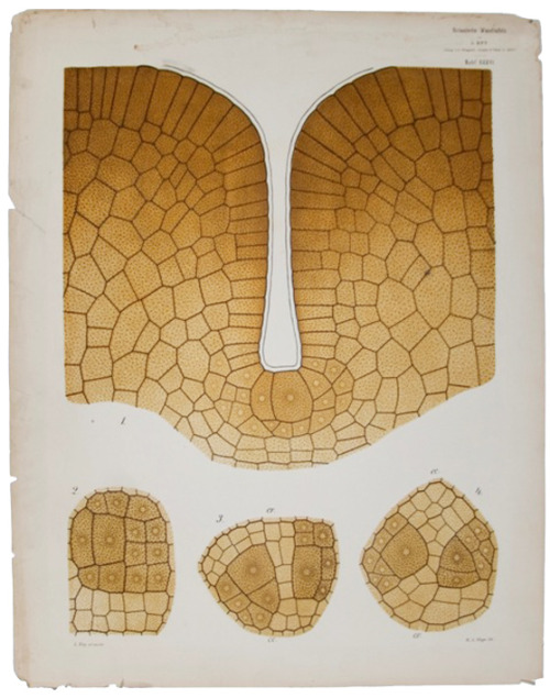 Leopold Kny, wall charts with forms of algae. Germany. Farlow Library of Cryptogamic Botany. Via Har