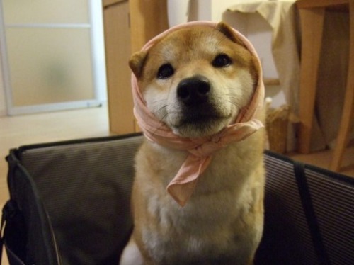 hontai:  柴犬のぼく小麦