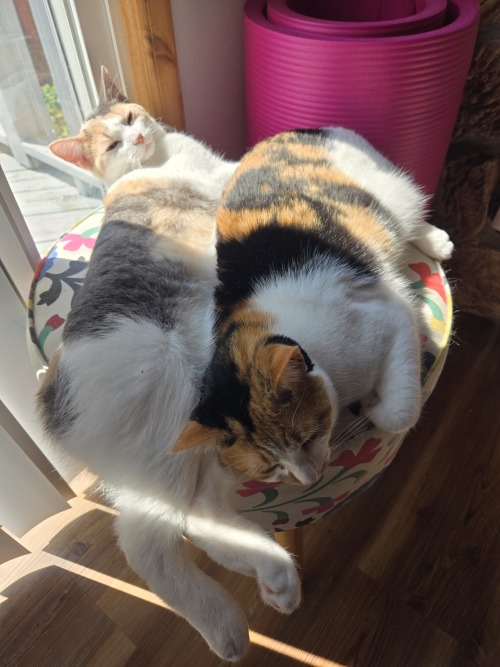 Blazing These Pics Of Pepper (moustache) And Sweet Potato (pastel No Moustache) Please Enjoy