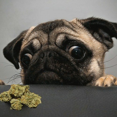 supermarijuanabros:  I found it on woofinboots.com