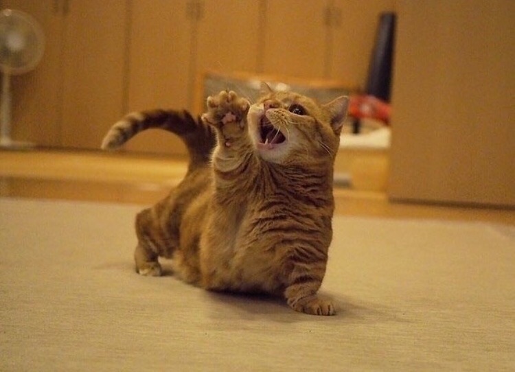 friendly-animals:  friendly-animals:  (Source)  Follow Our New Instagram: animals_lovers_ig (: