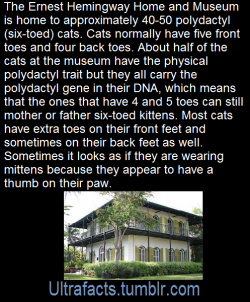 ultrafacts:  Hemingway named all of his cats