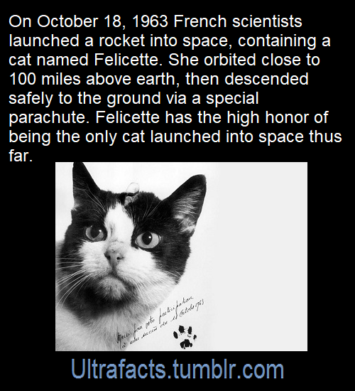 probablyasocialecologist:alienscumbag:

elodieunderglass:tomvorikandharry:ultrafacts:

Source: [x]Click HERE for more facts!


you LAUNCH felicette??


hOW many French scientists?





“Her five-foot-tall statue, designed by sculptor Gill Parker, depicts her perched atop Earth, gazing up toward the skies she once traveled.” 