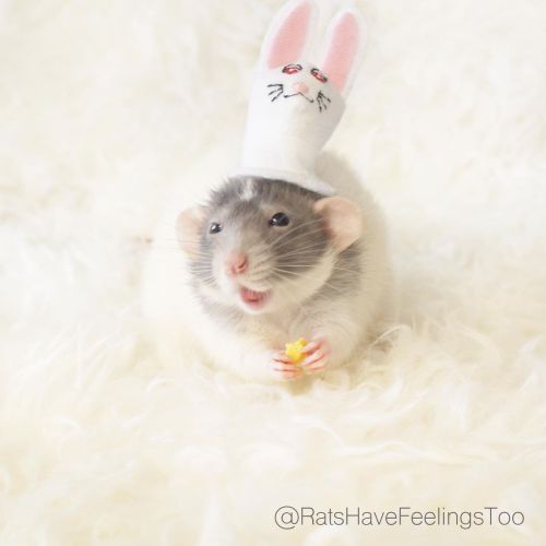 EASTER &amp; WORLD RAT DAY! Being that it’s #Easter AND #WorldRatDay I had no choice but to dress my