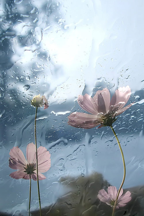 earthyday: Rain  by Levdokya