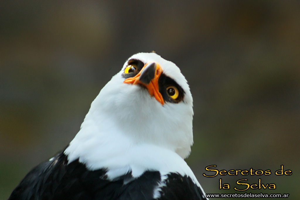 sea-hound: dorky-fandom-reblogs:  I HAVE FOUND THE ANGRIEST BIRD THESE ARE CALLED