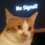 newkittypoom