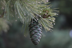 the-solitary-cyclist:  Sometimes raindrops look like glitter 