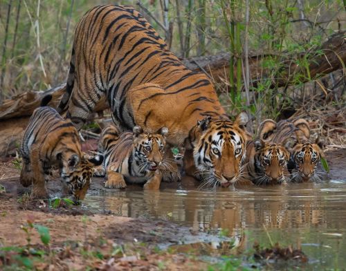 🔥 Mom and cubs quenching their thirst. Tadoba-Andhari Tiger reserve, India #naturezem#nature#photography#naturephotography#naturelovers#art#photo#photographer