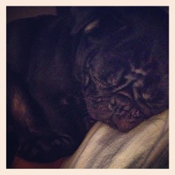 Such a cute sleepy baby #pug #pugsofinstagram