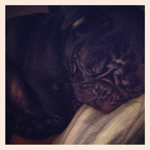 Sex Such a cute sleepy baby #pug #pugsofinstagram pictures