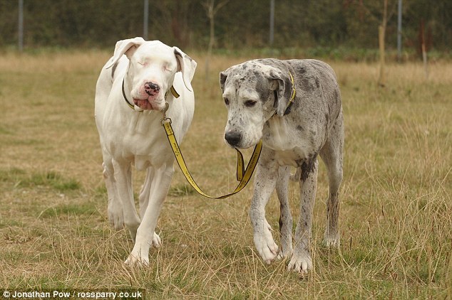 betteroffred:  sendintheclownswithoutadash:  A dog’s seeing eye dog “Lily is