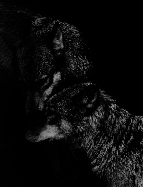 mirifika:  demisemyagony:  http://demisemyagony.tumblr.com/  
