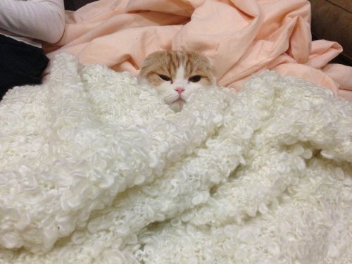 waffles-the-cat:I am Waffles and I am burdened with glorious cuteness