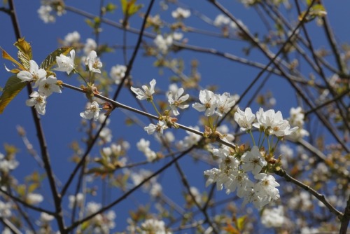 woodlandtrust:A Shropshire Lad 2: Loveliest of trees, the cherry now - A. E. HousmanLoveliest of tre