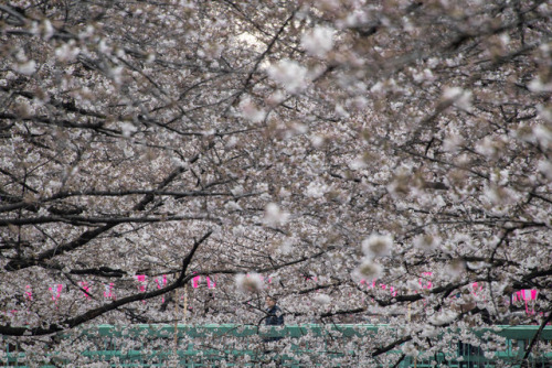 A man looks at the cherry blossoms in full bloom at Nakameguro in Tokyo on April 3rd. The cherry blo